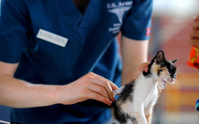 Veterinária examinando um gatinho